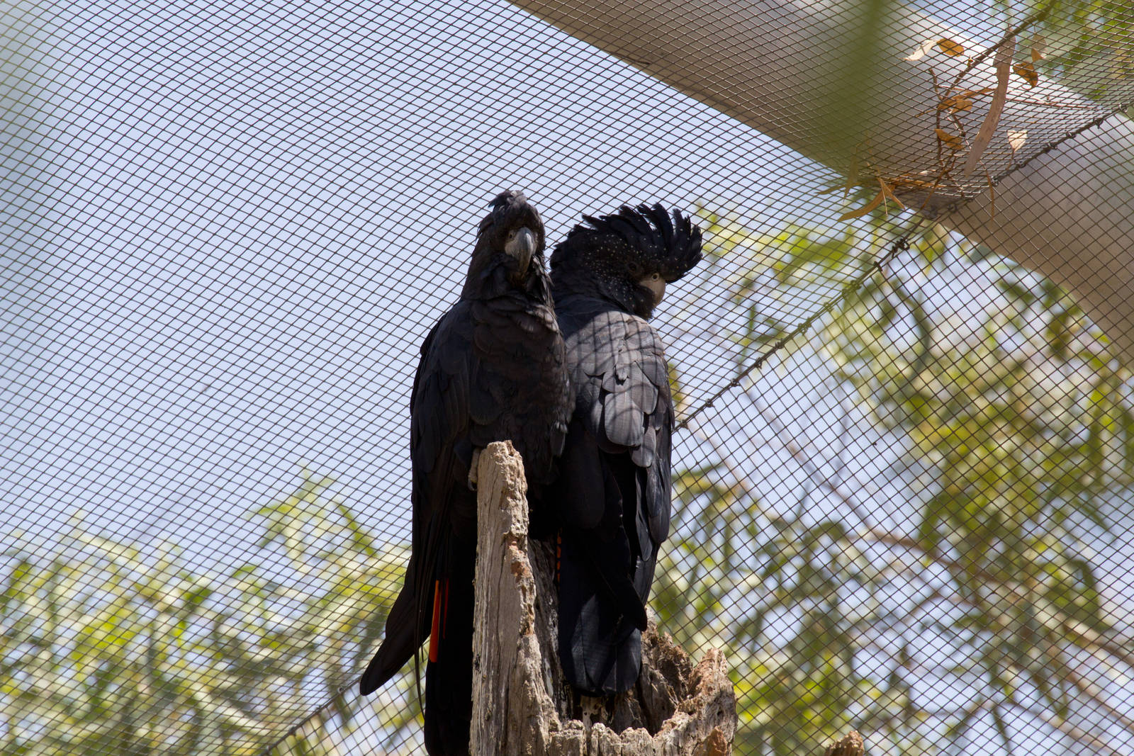 Red-tailed Black Cockatoos