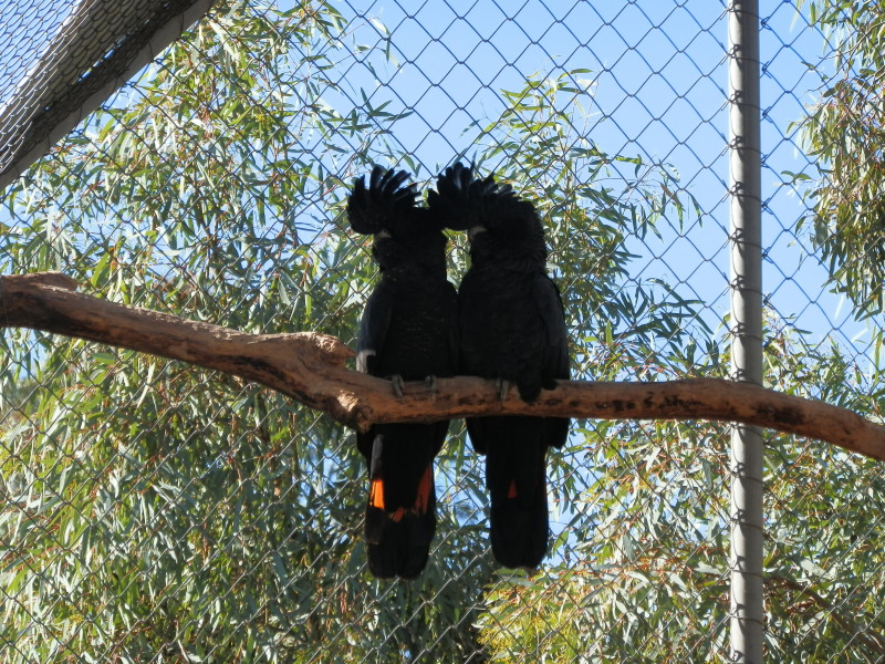 Red Tailed Black Cockatoos