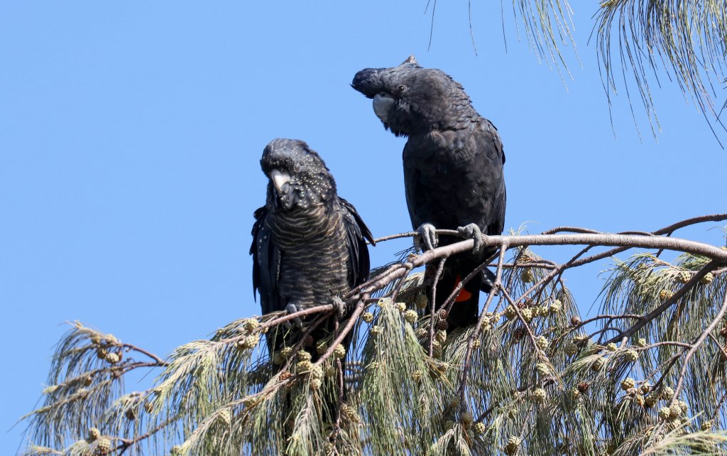 Red-tailed Black Cockatoos
