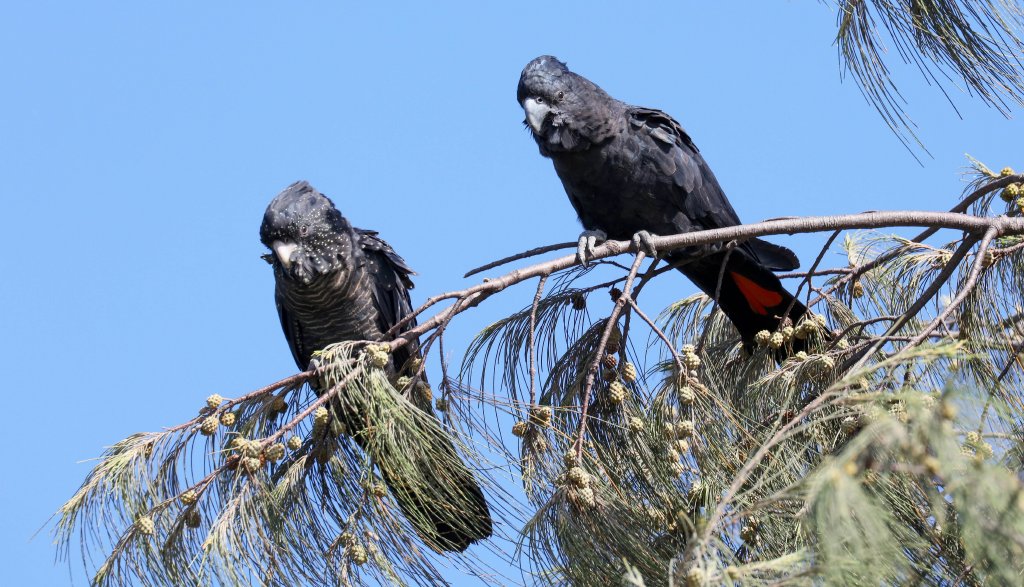 Red-tailed Black Cockatoos