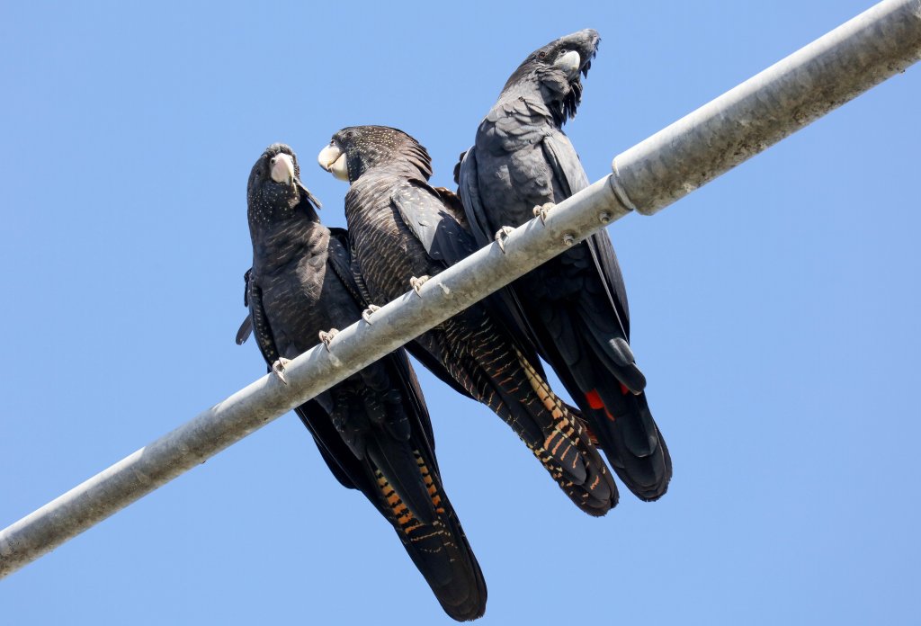 Red-tailed Black Cockatoos