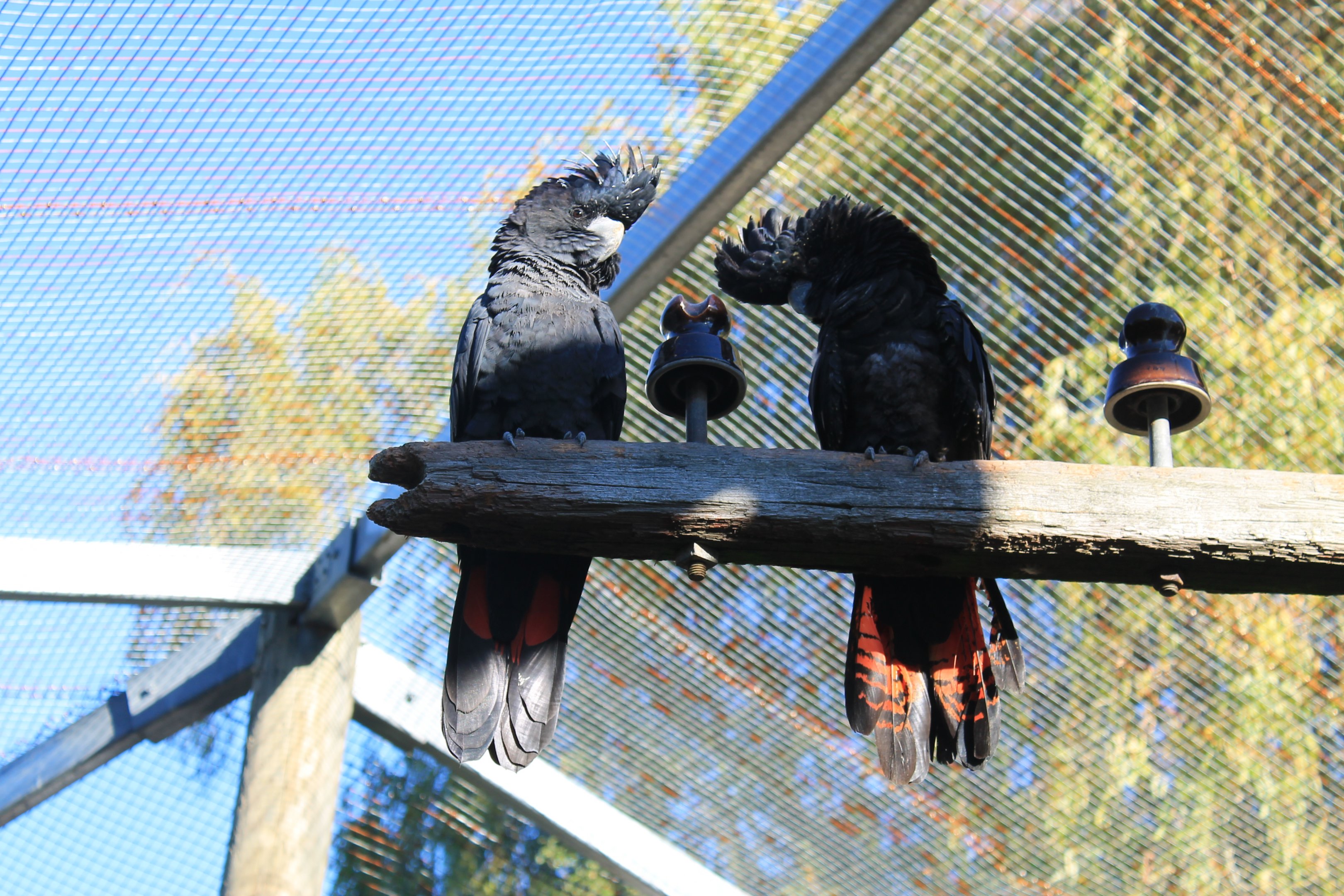 Red-tailed Black Cockatoos