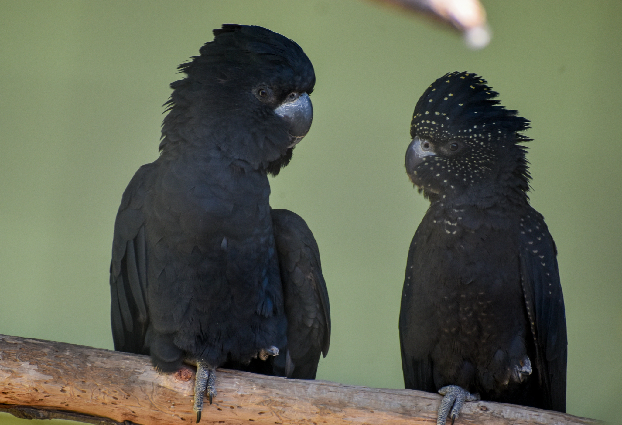 Red-tailed Black Cockatoos