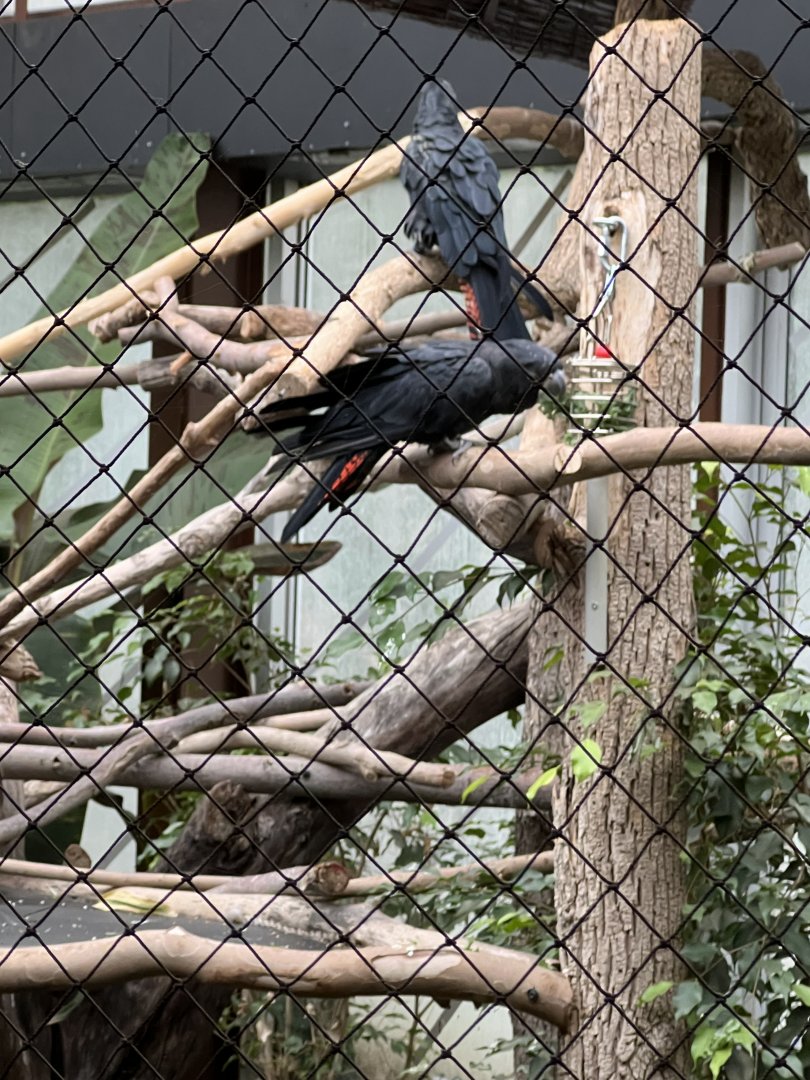 Red-Tailed Black Cockatoos