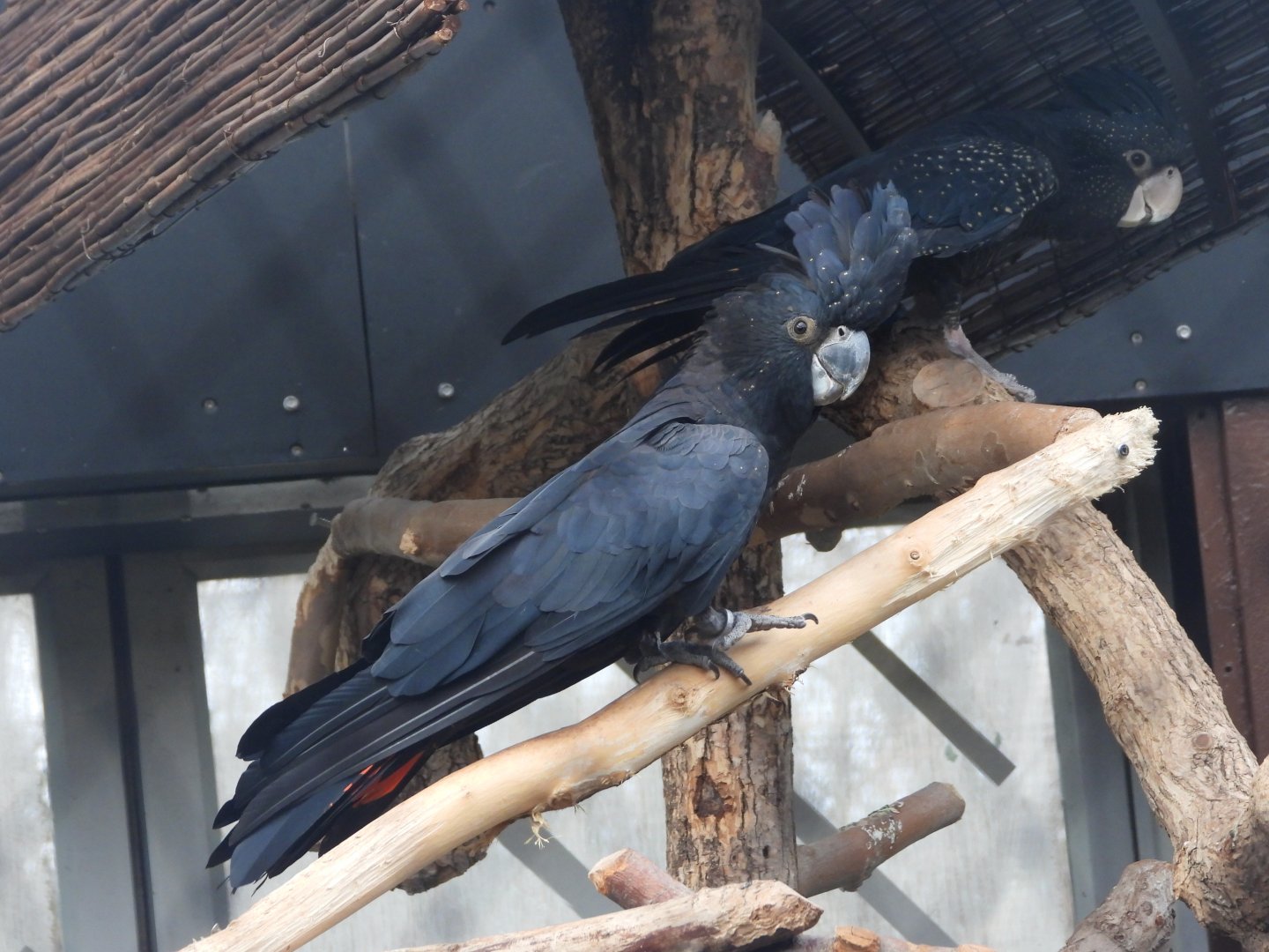 Red-tailed black cockatoos