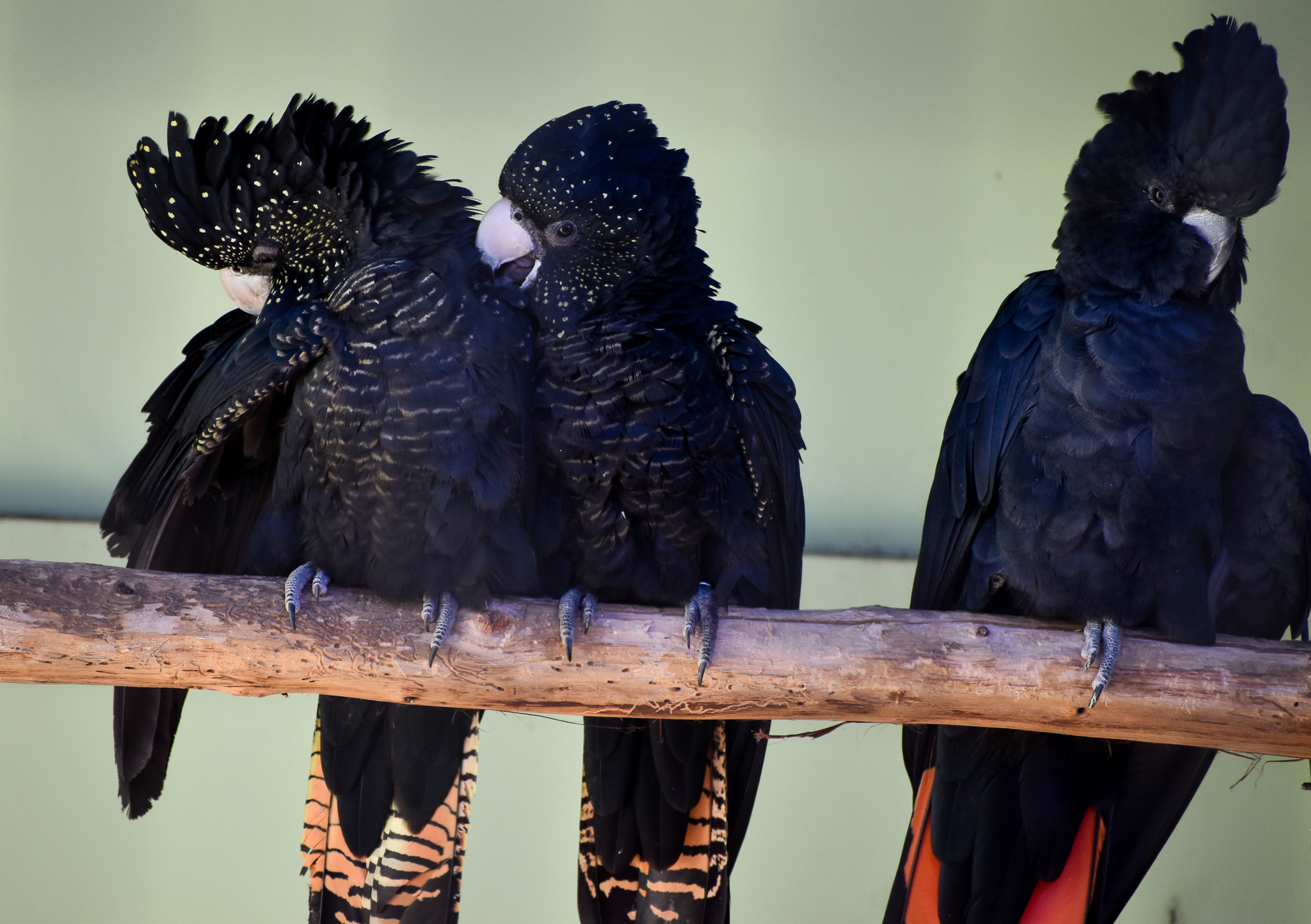 Red-tailed Black Cockatoos