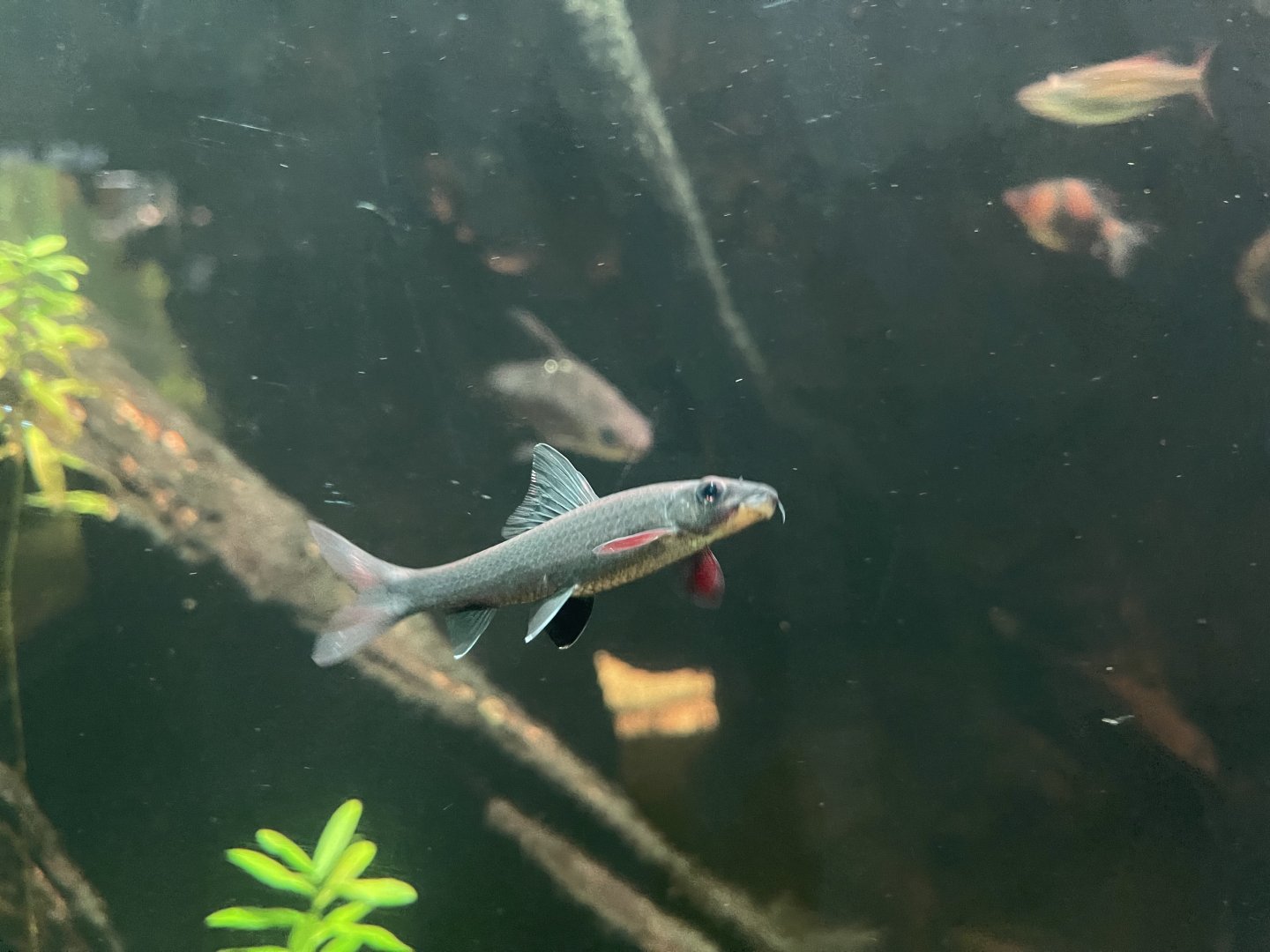 red-tailed black shark (epalzeorhynchos bicolor) - dunia air tawar
