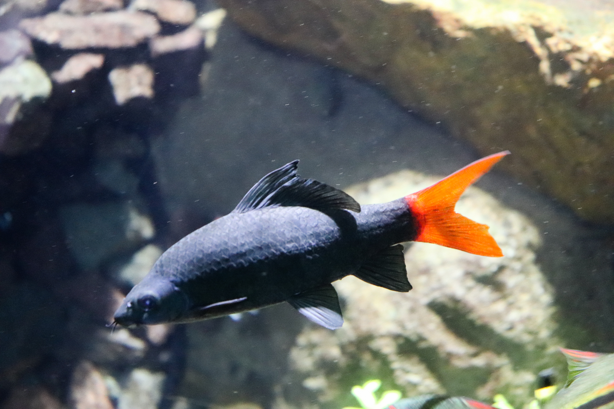Red-tailed Black Shark (Epalzeorhynchos bicolor)