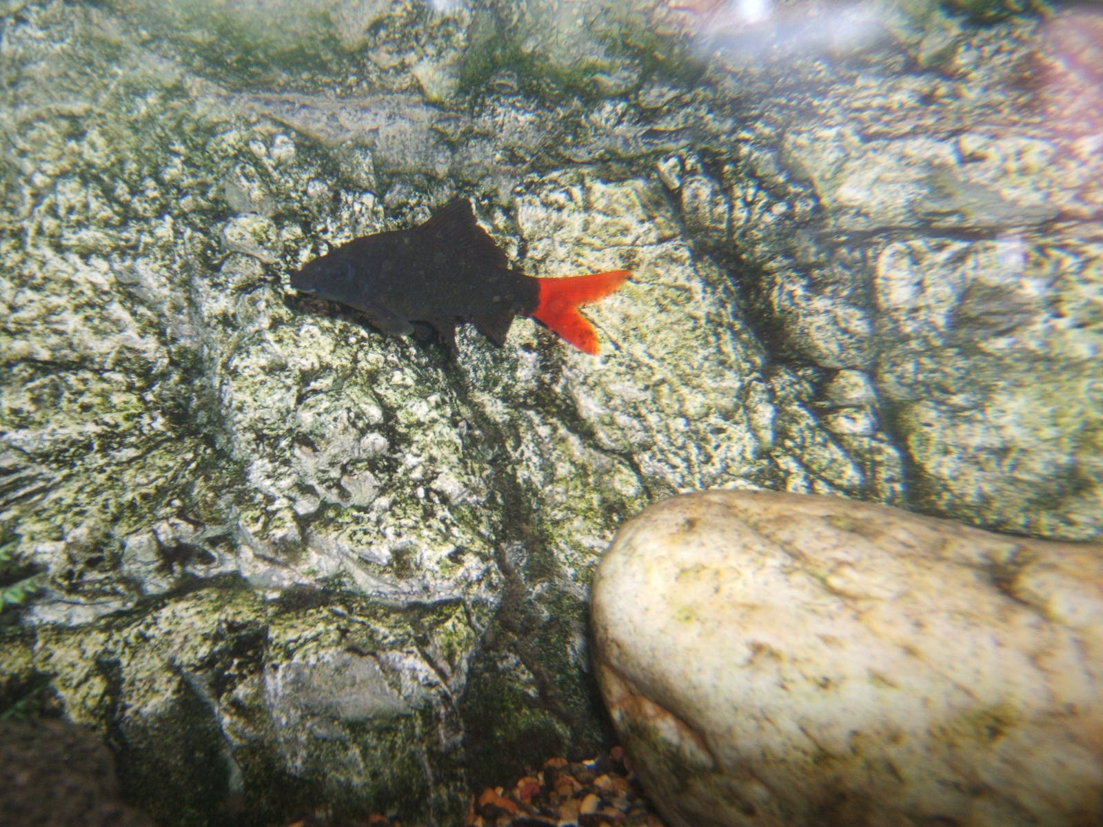 Red-tailed Black Shark