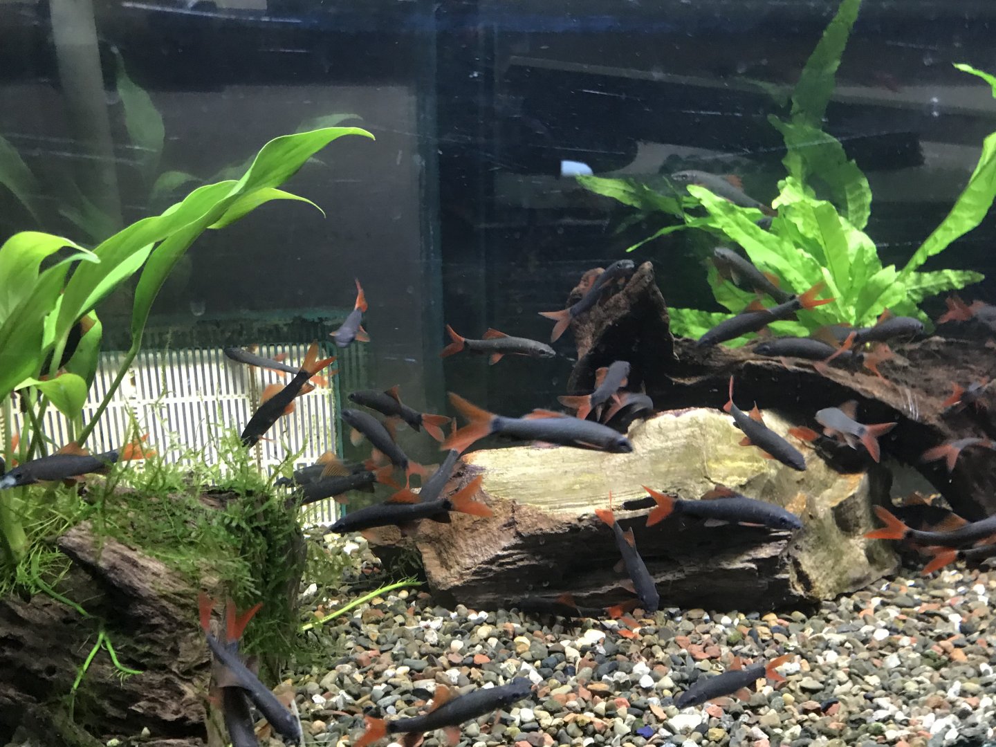 Red Tailed Black Sharks