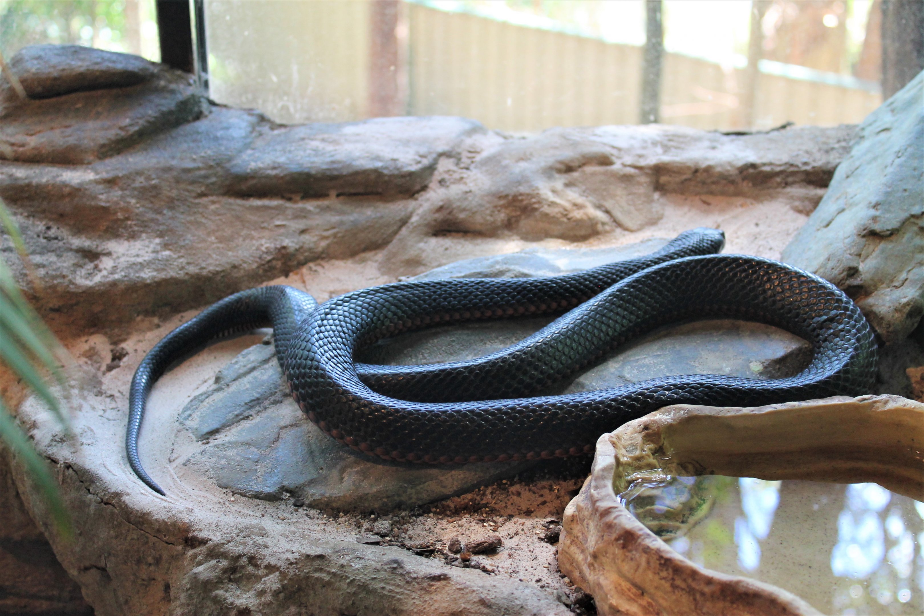 Red-tailed Black Snake (Pseudechis porphyriacus)