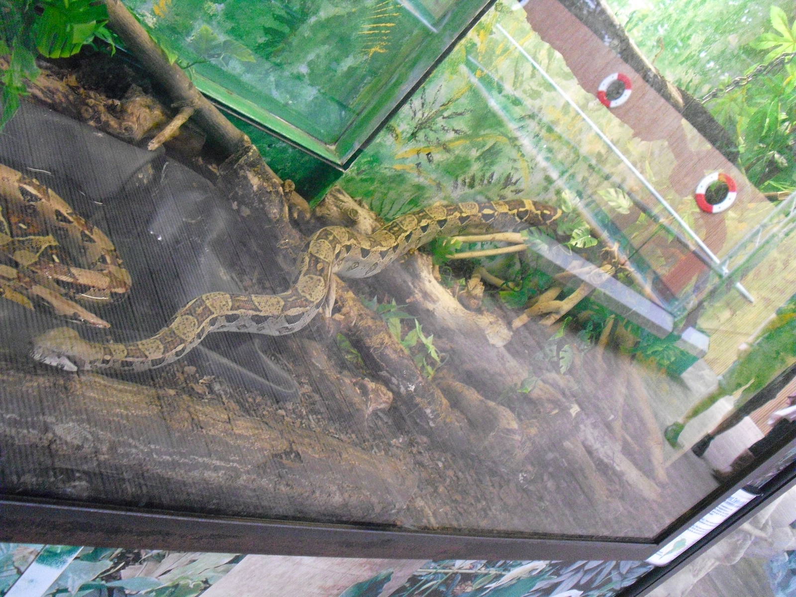 Red-tailed Boa - 12/10/2011