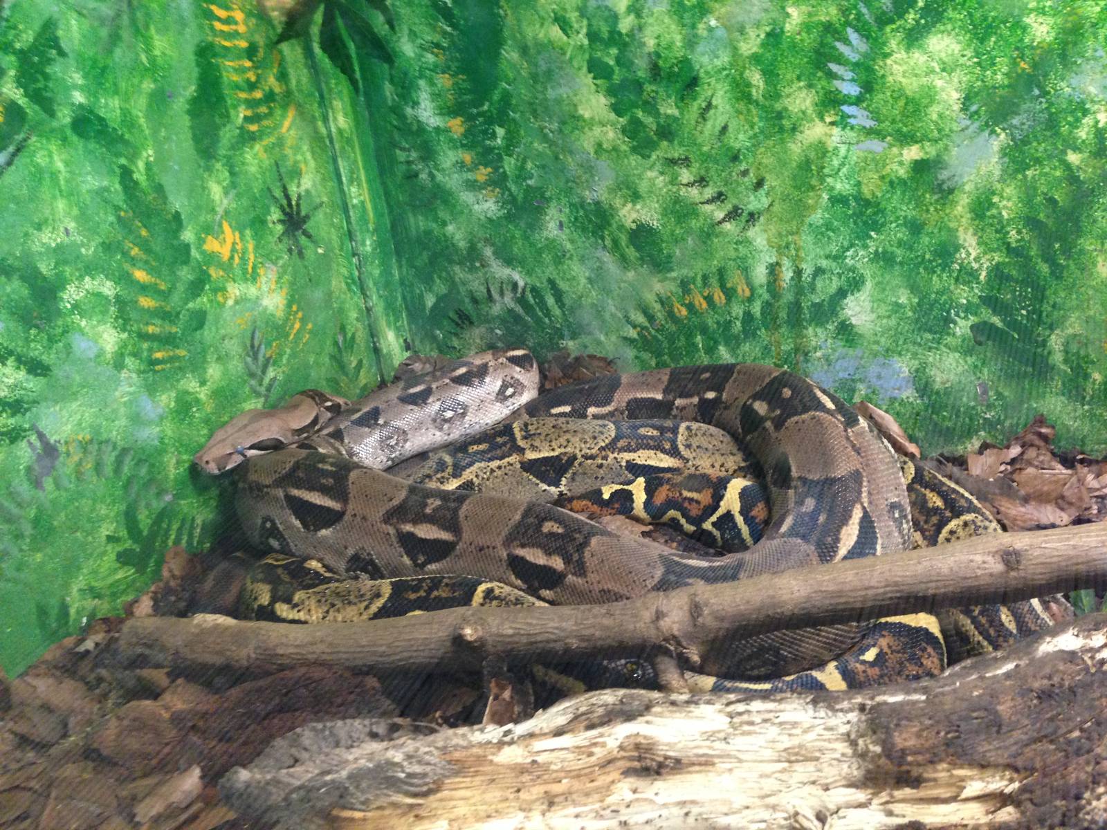 Red-tailed Boa at Tropical World - 02/10/2013