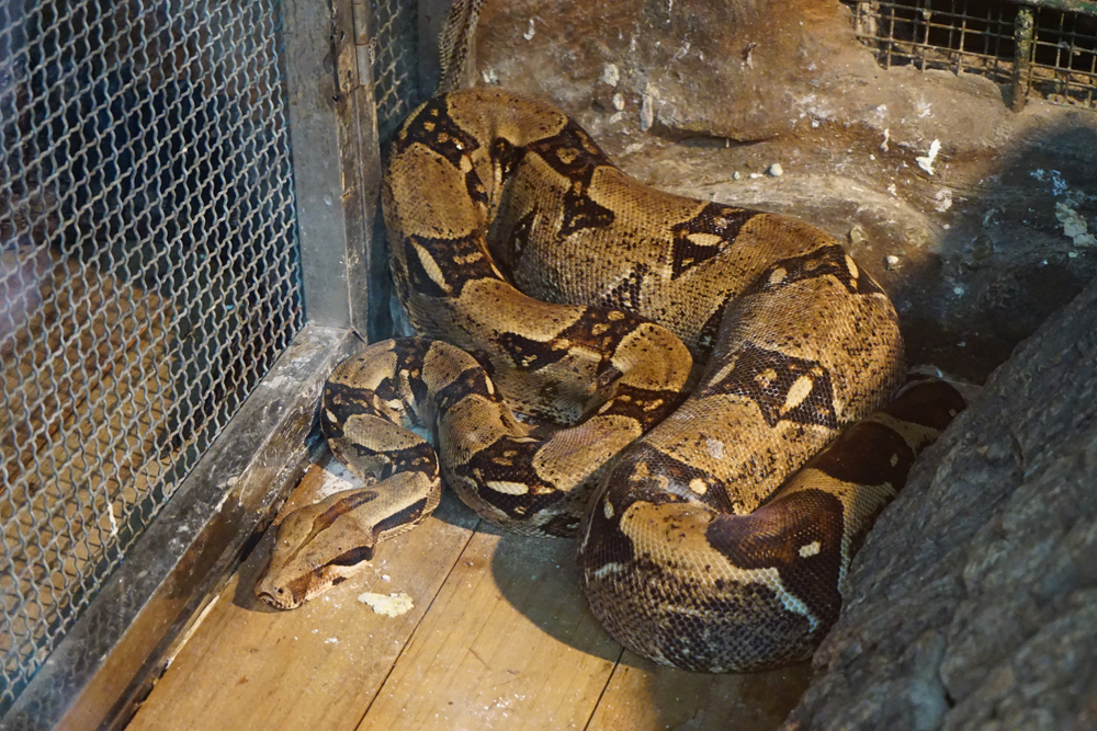 Red-tailed boa (Boa constrictor)