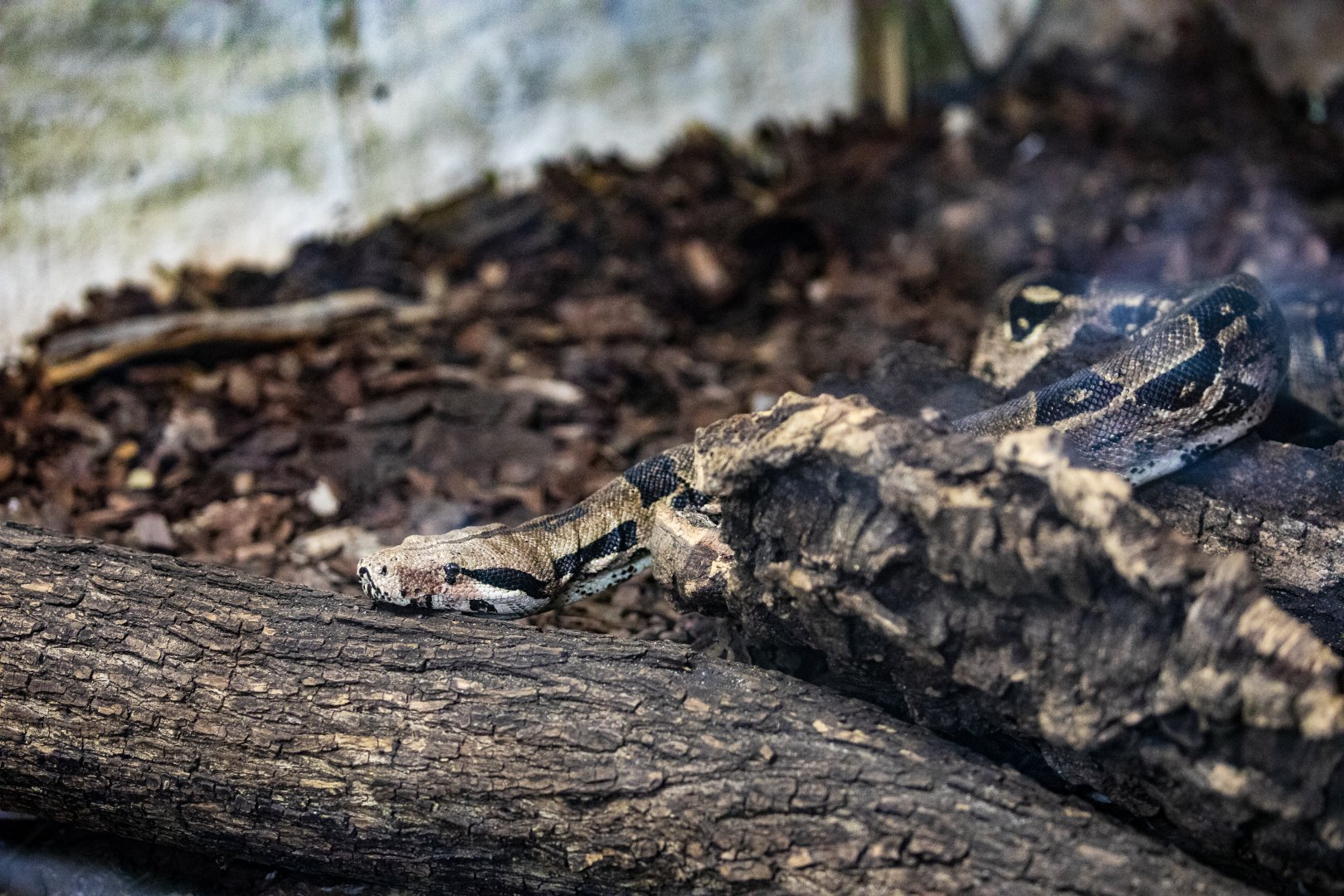 red-tailed boa (Boa constrictor)