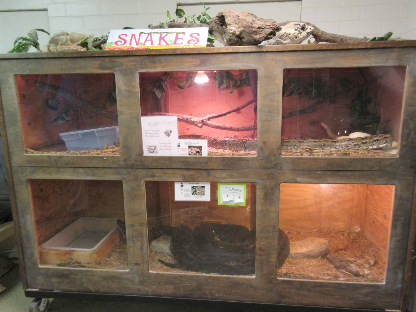 Red-Tailed Boa + Burmese Python Exhibits