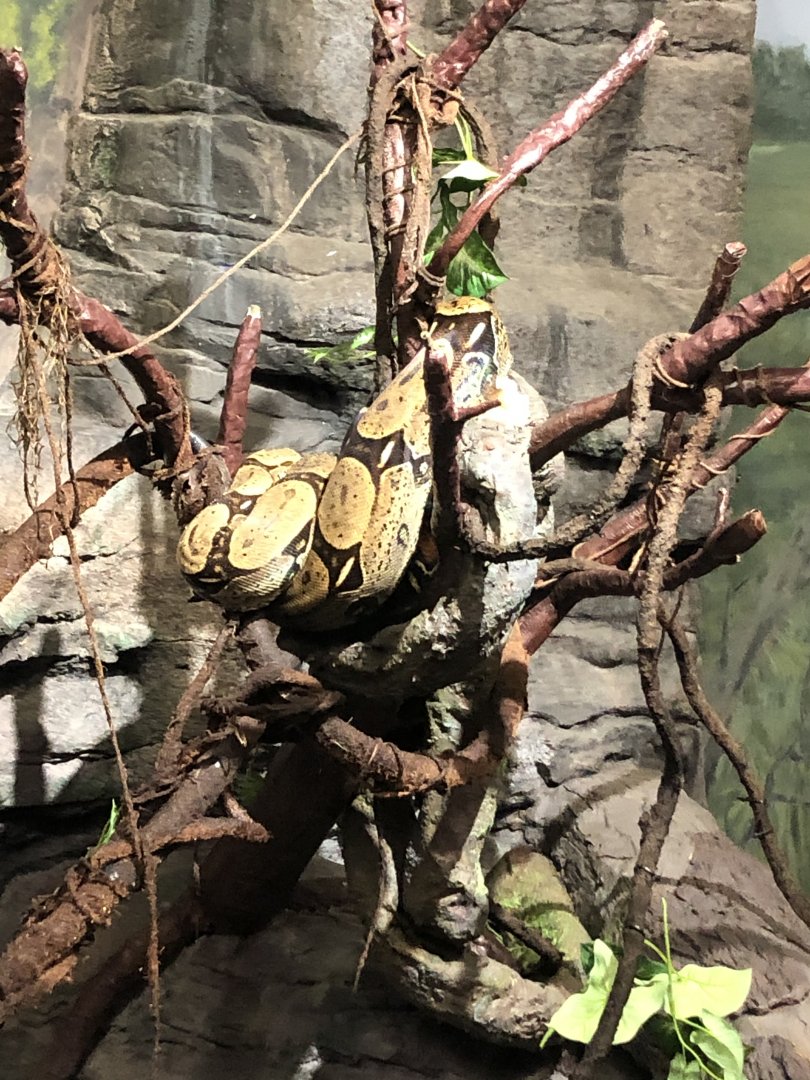 Red-Tailed Boa Constirctor