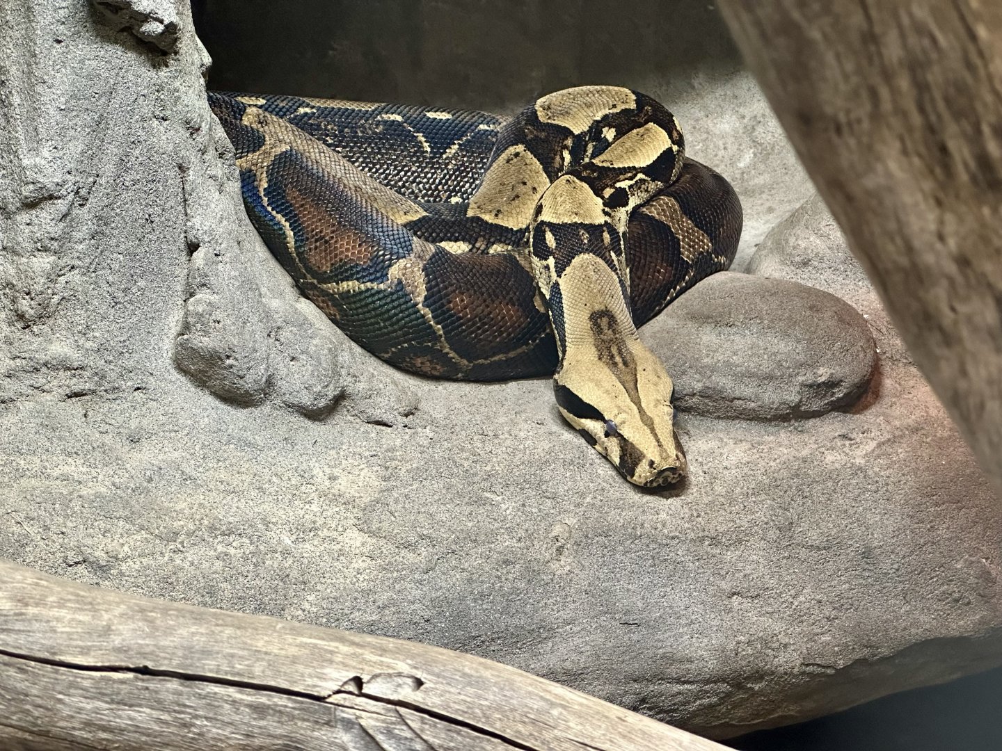 Red-tailed boa constrictor (Boa constrictor constrictor)
