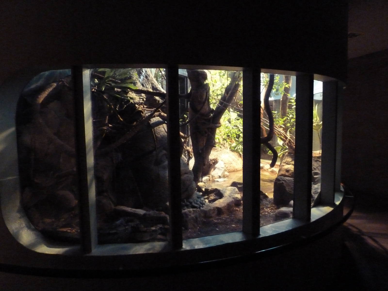 Red-Tailed Boa Constrictor Exhibit