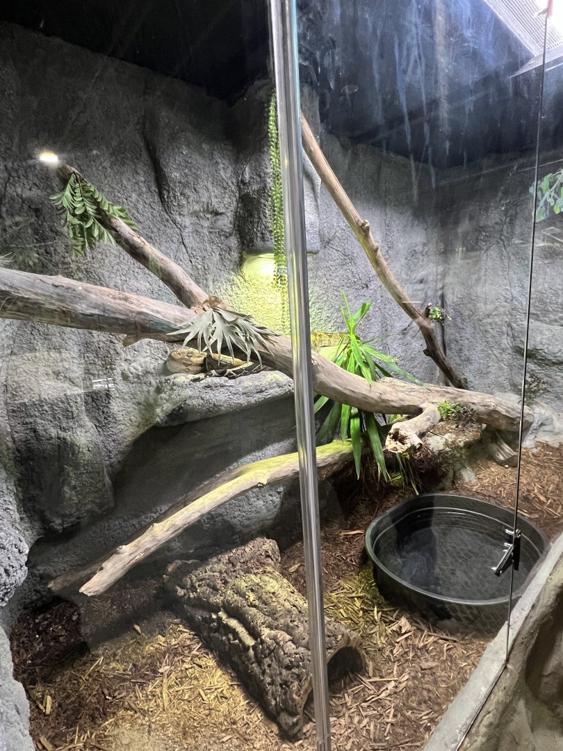 Red-Tailed Boa Constrictor Exhibit