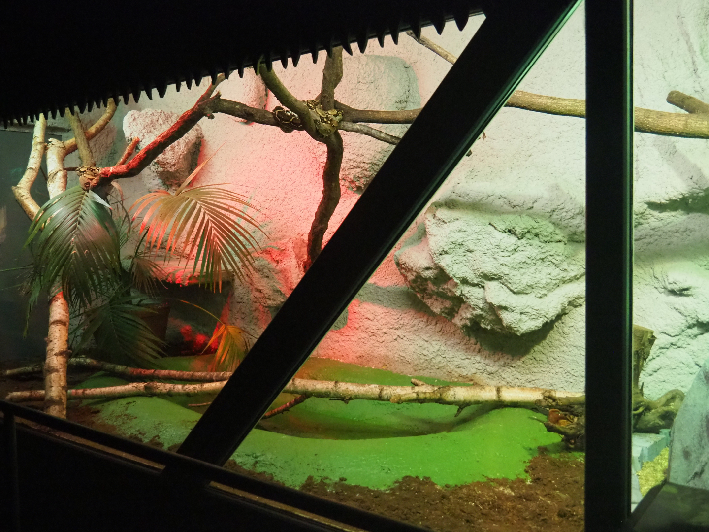 Red-tailed Boa constrictor terrarium, 2019-08-04