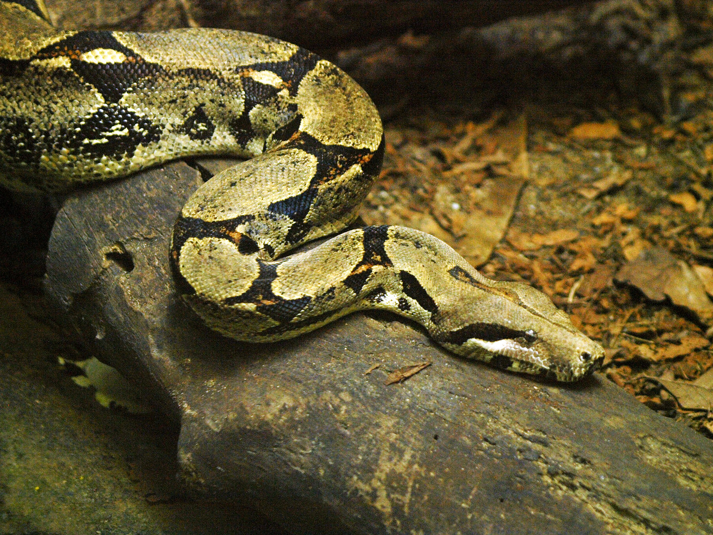 Red-tailed boa constrictor