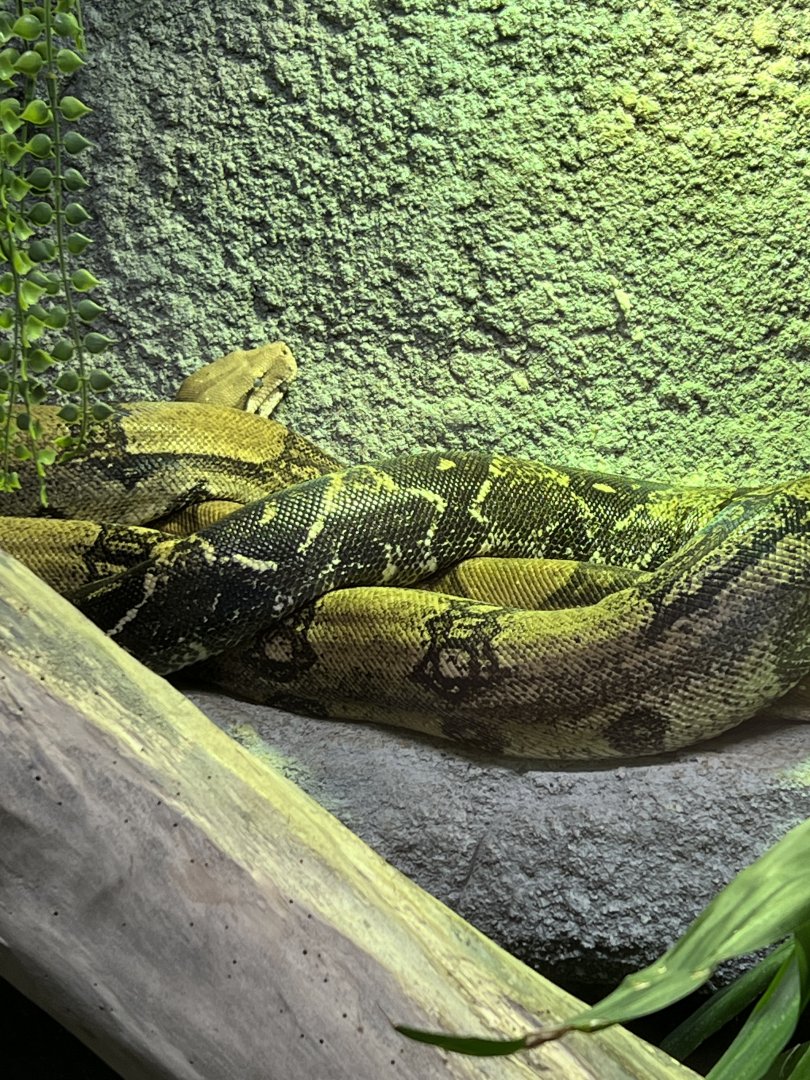 Red-Tailed Boa Constrictor
