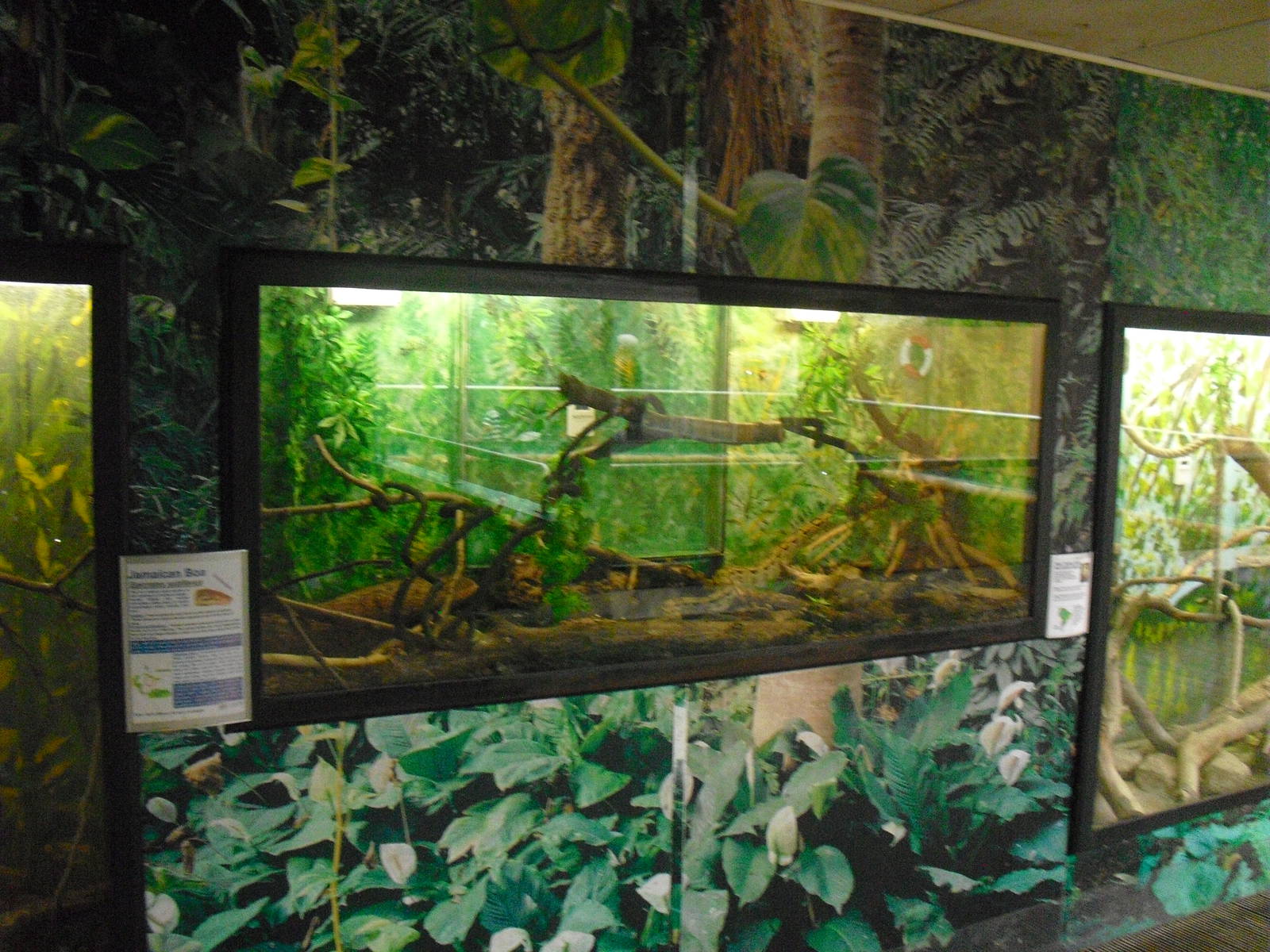 Red-tailed Boa Display - 12/10/2011