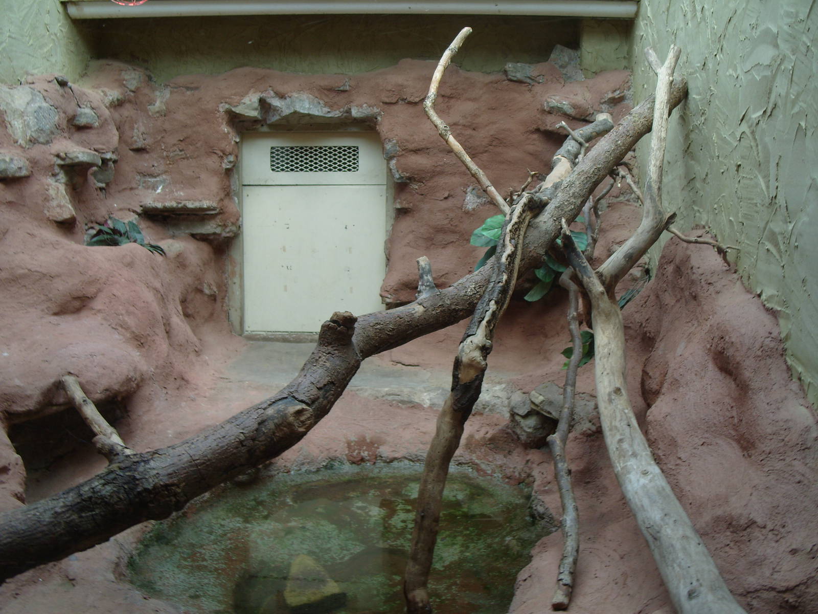 RED TAILED BOA ENCLOSURE