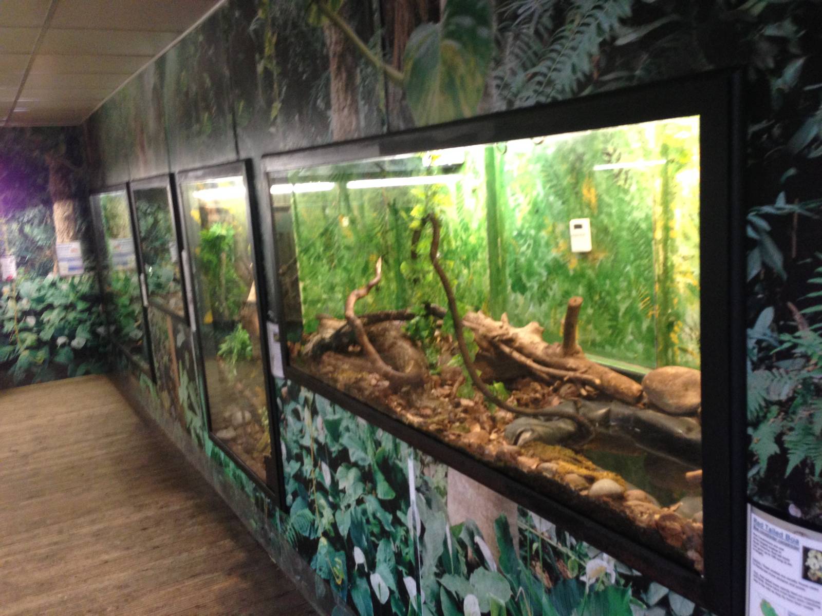 Red-Tailed Boa Exhibit at Tropical World - 02/10/2013