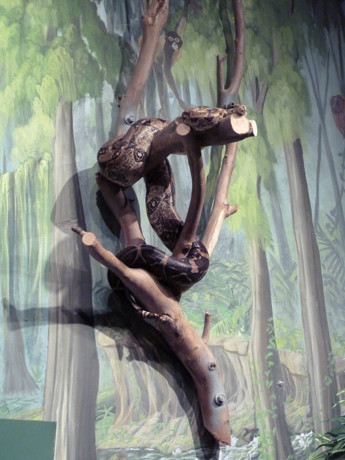 Red-Tailed Boa Exhibit (The Entire Exhibit!)