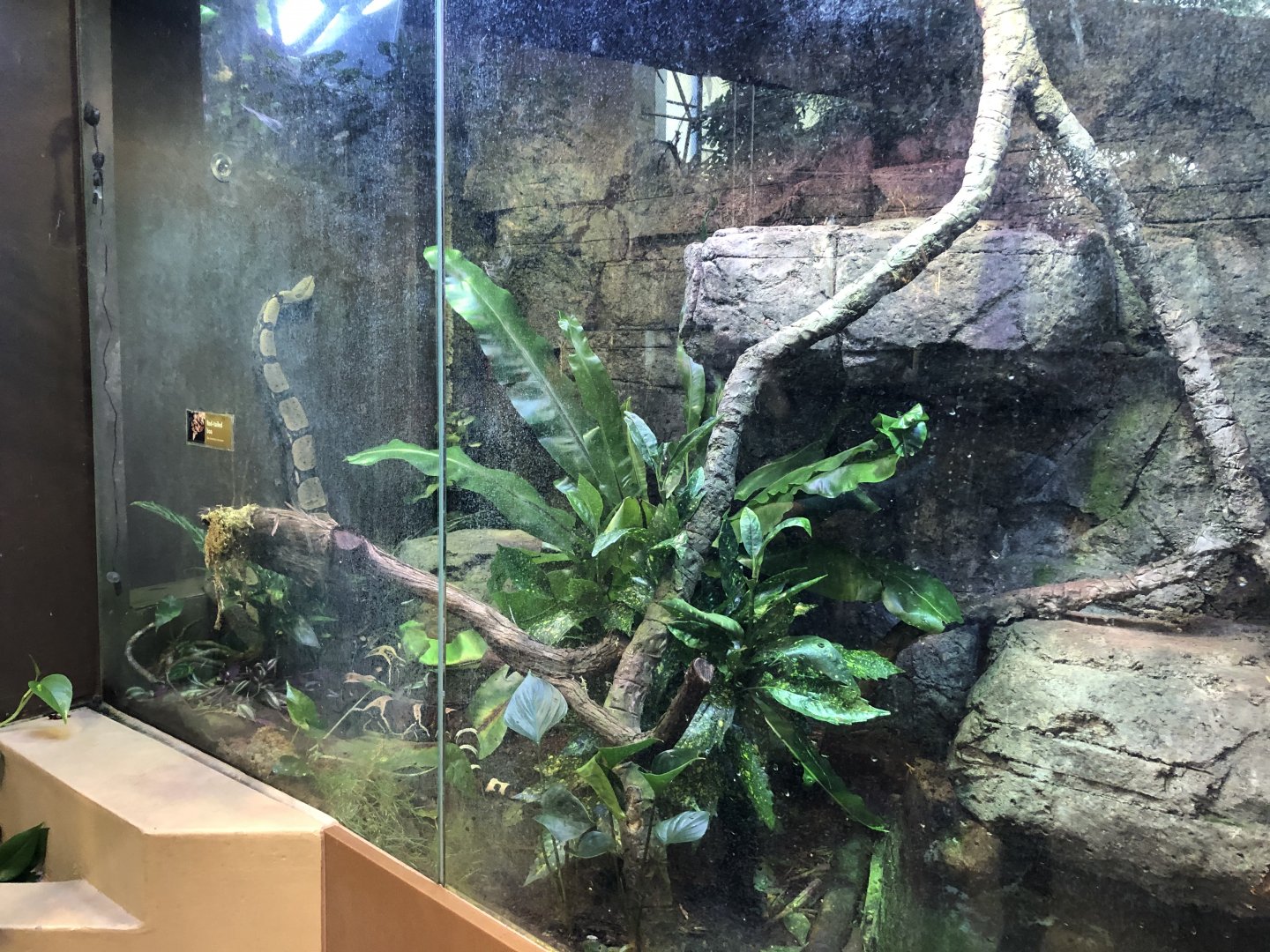 Red-tailed boa exhibit