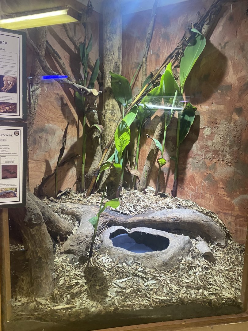 Red-Tailed Boa Exhibit