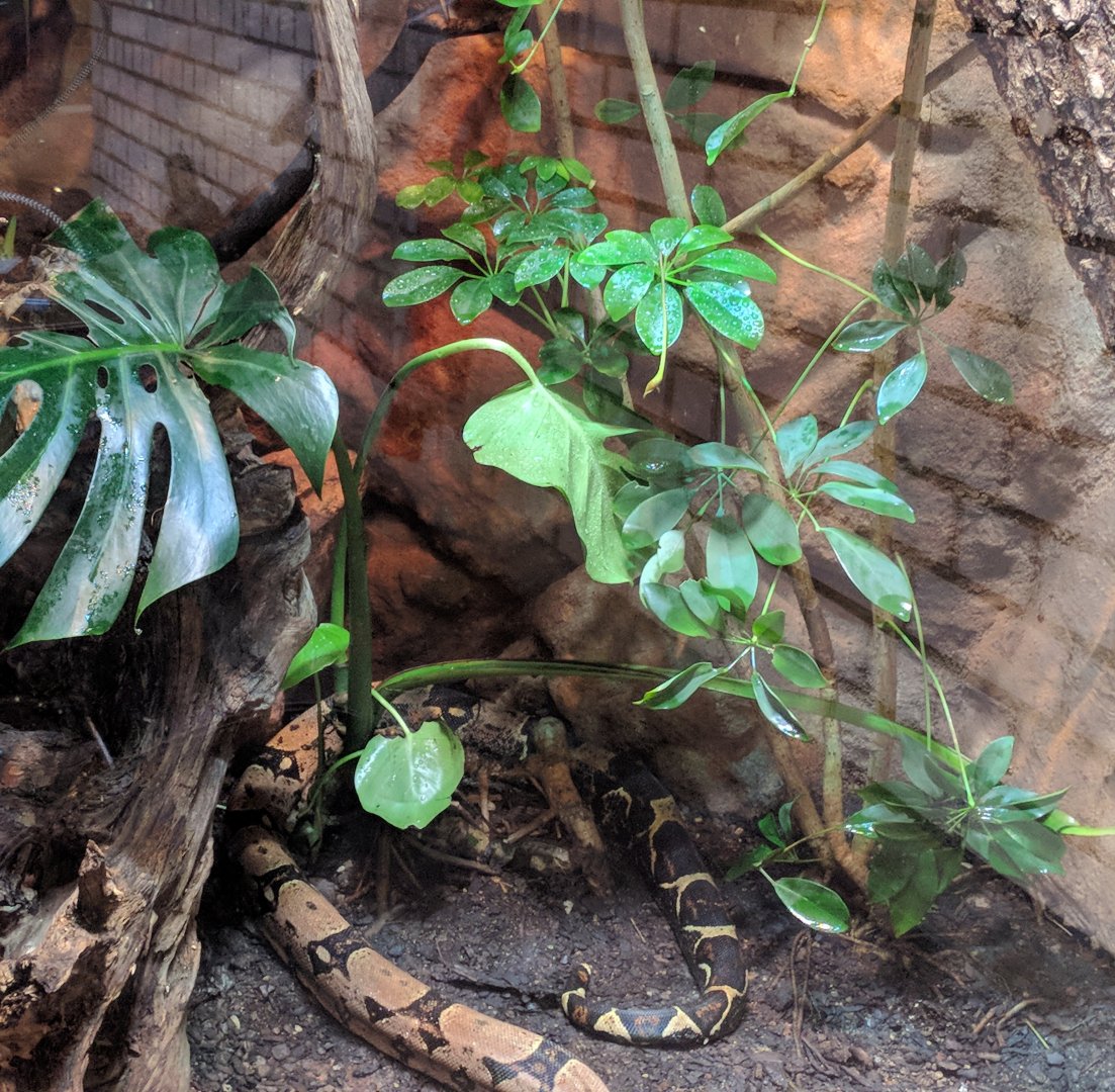 Red tailed Boa Habitat