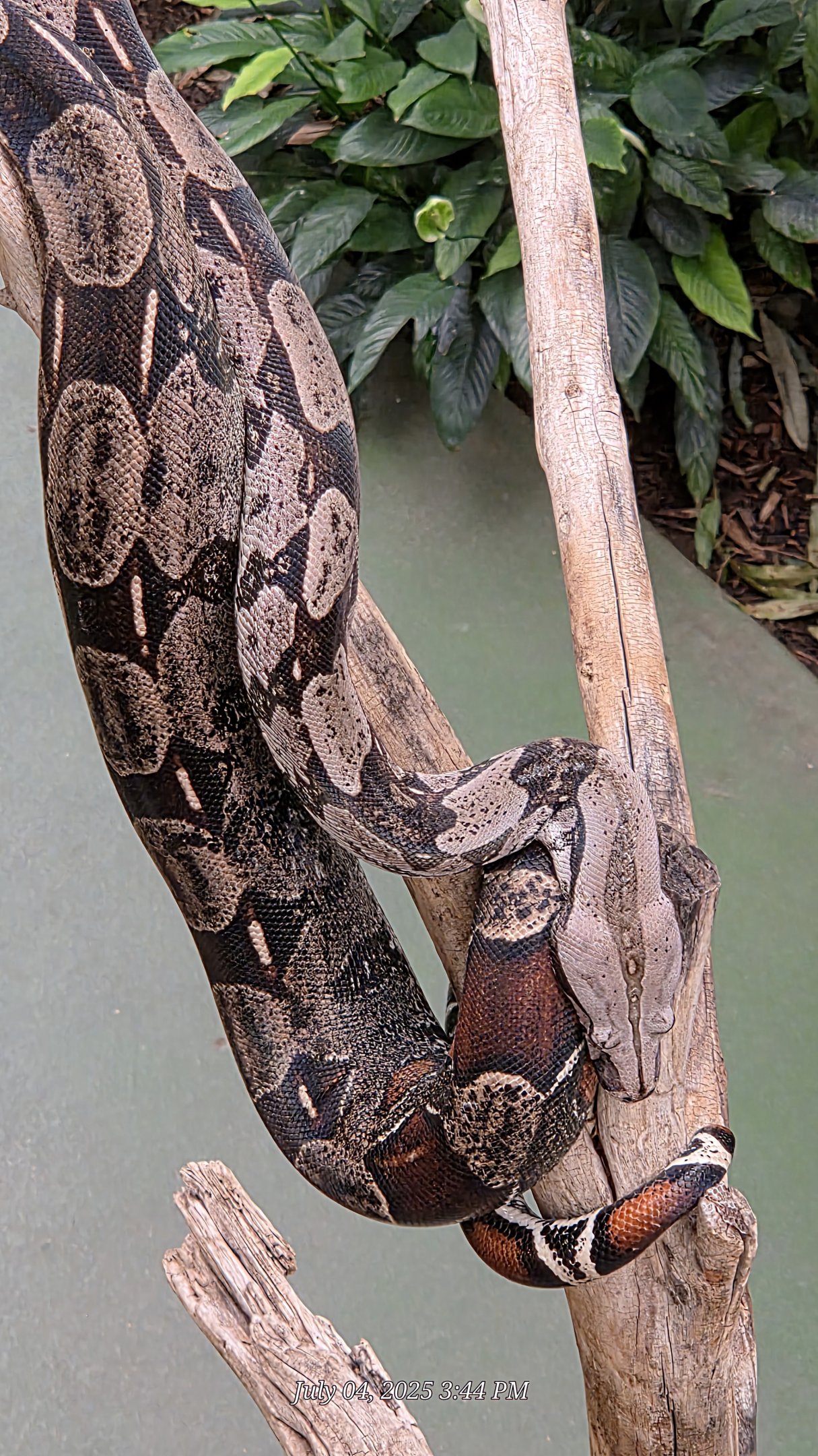 Red-Tailed Boa-Reptile Gardens