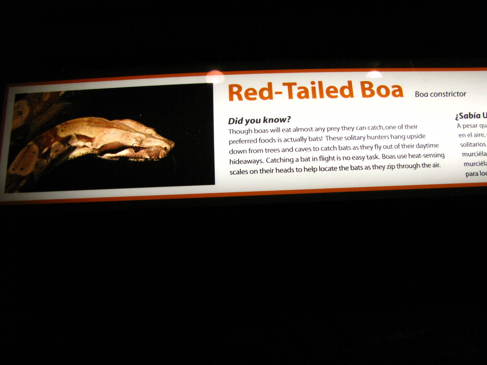 Red-tailed Boa Signage