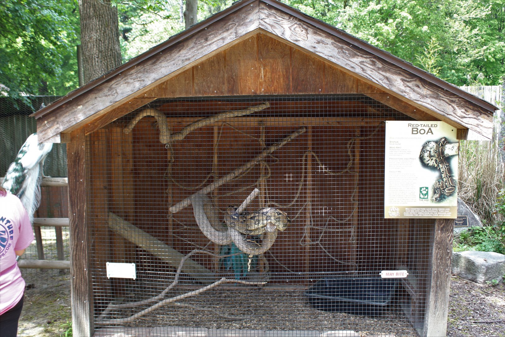 Red-Tailed Boa Stable