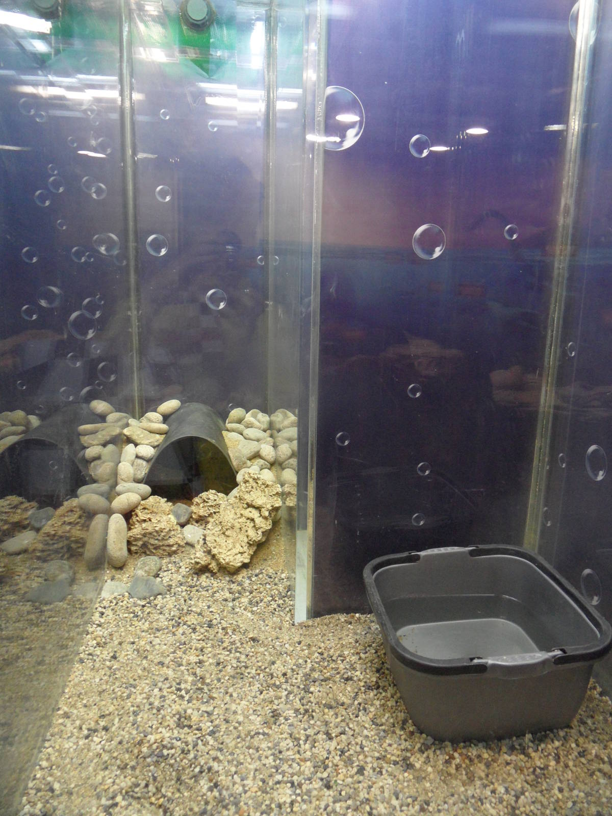 Red-tailed boa terrarium