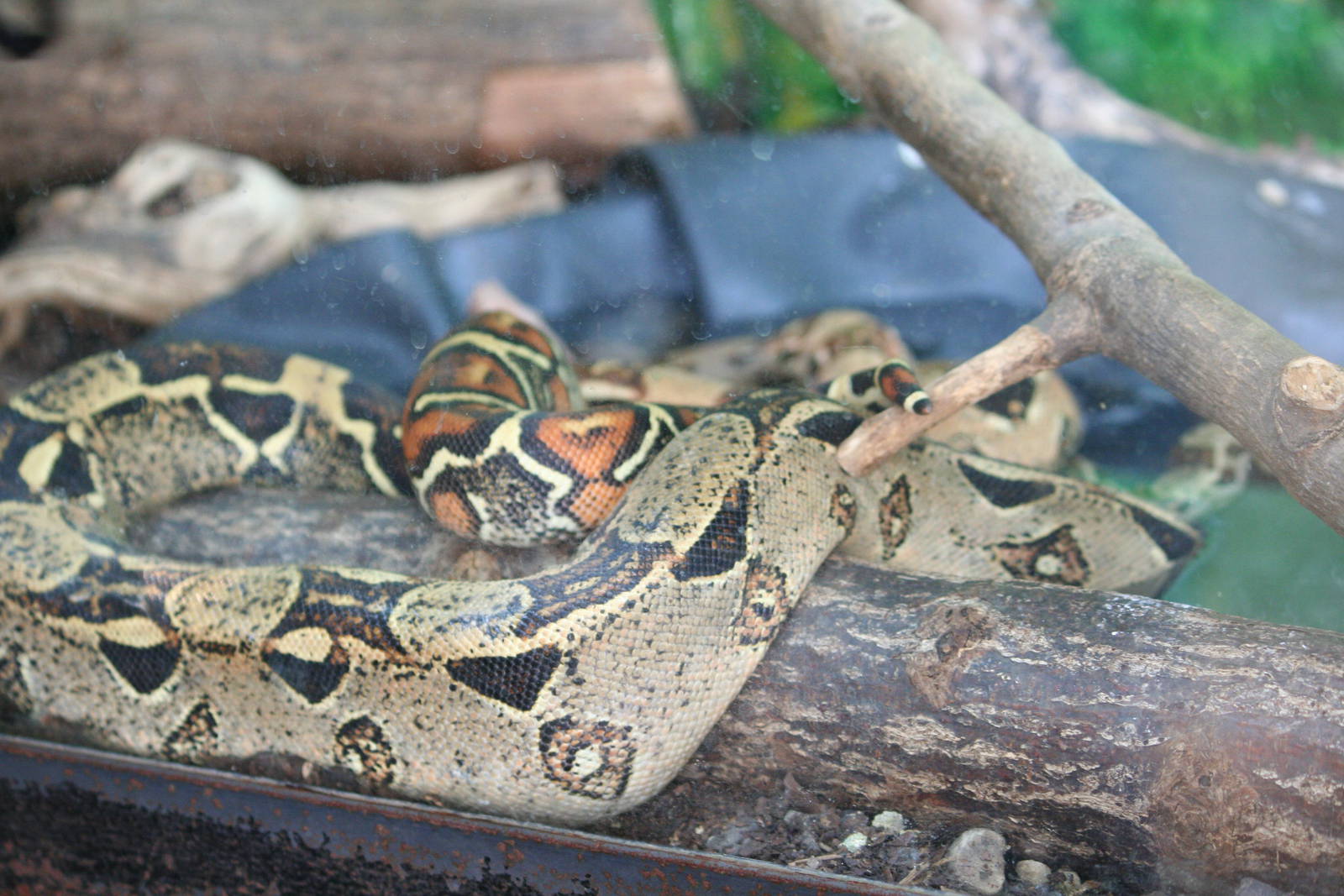 Red-tailed boa