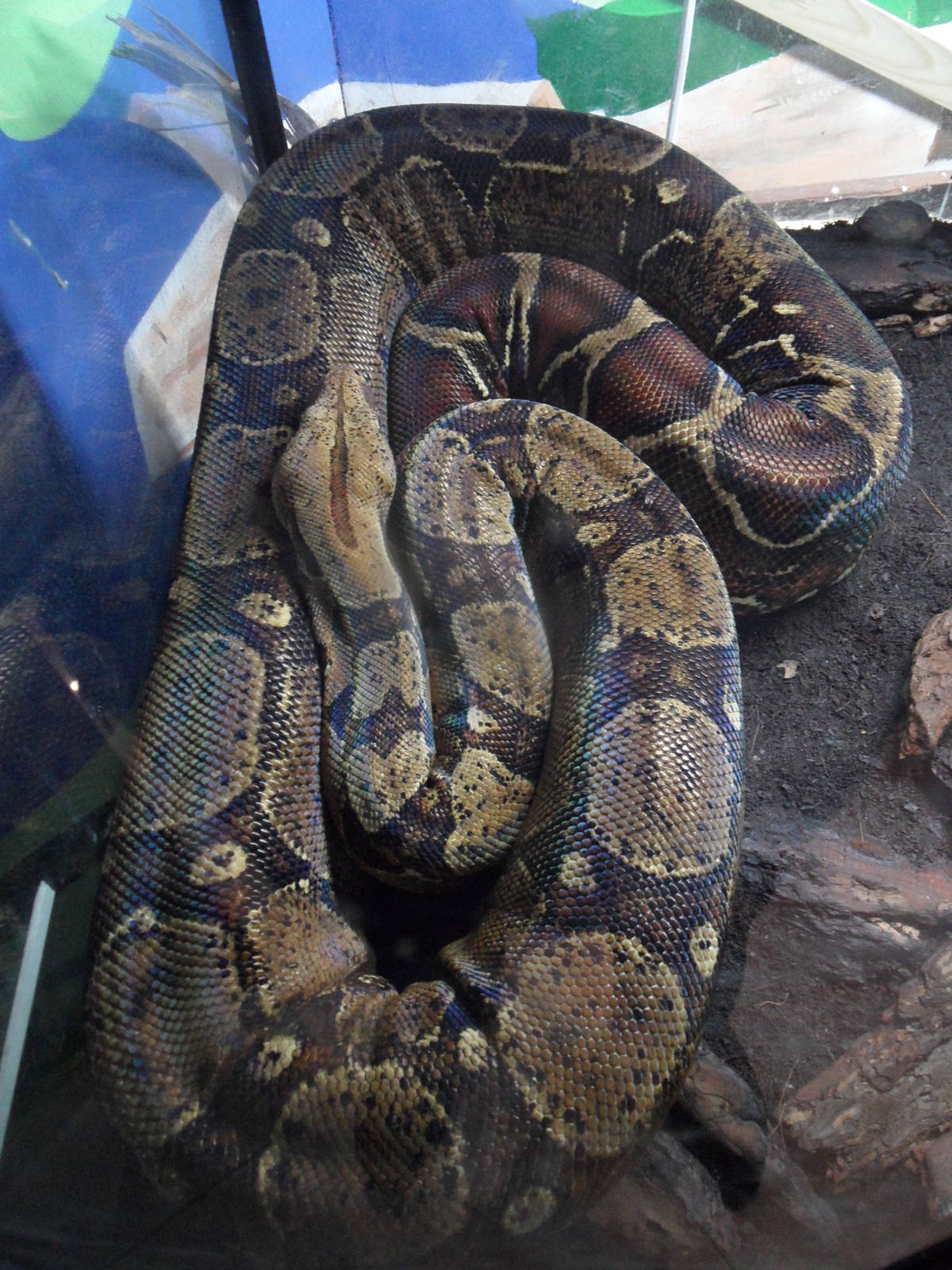 Red-tailed boa