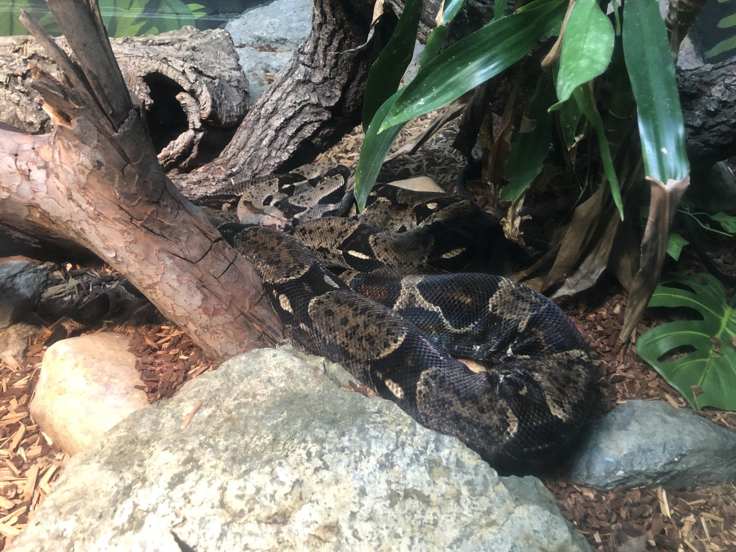 Red-tailed boa