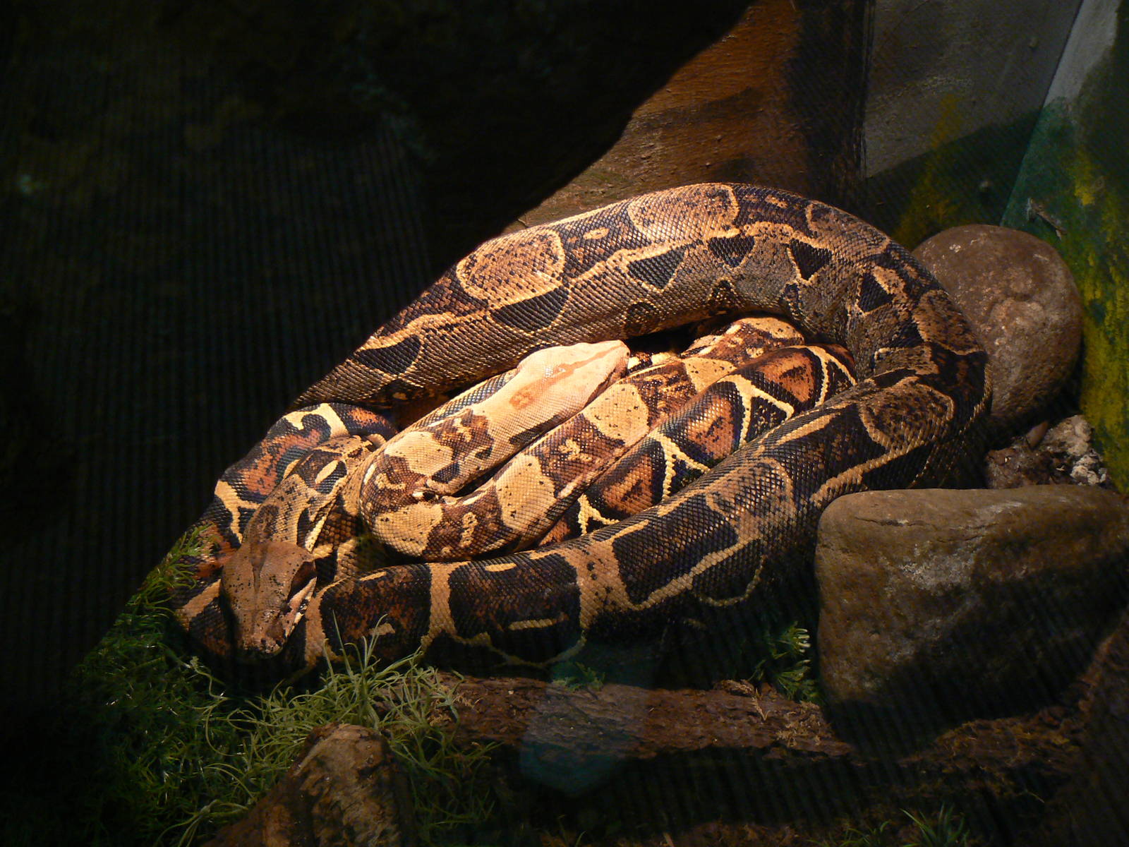 Red-tailed Boas - 1 October 2016