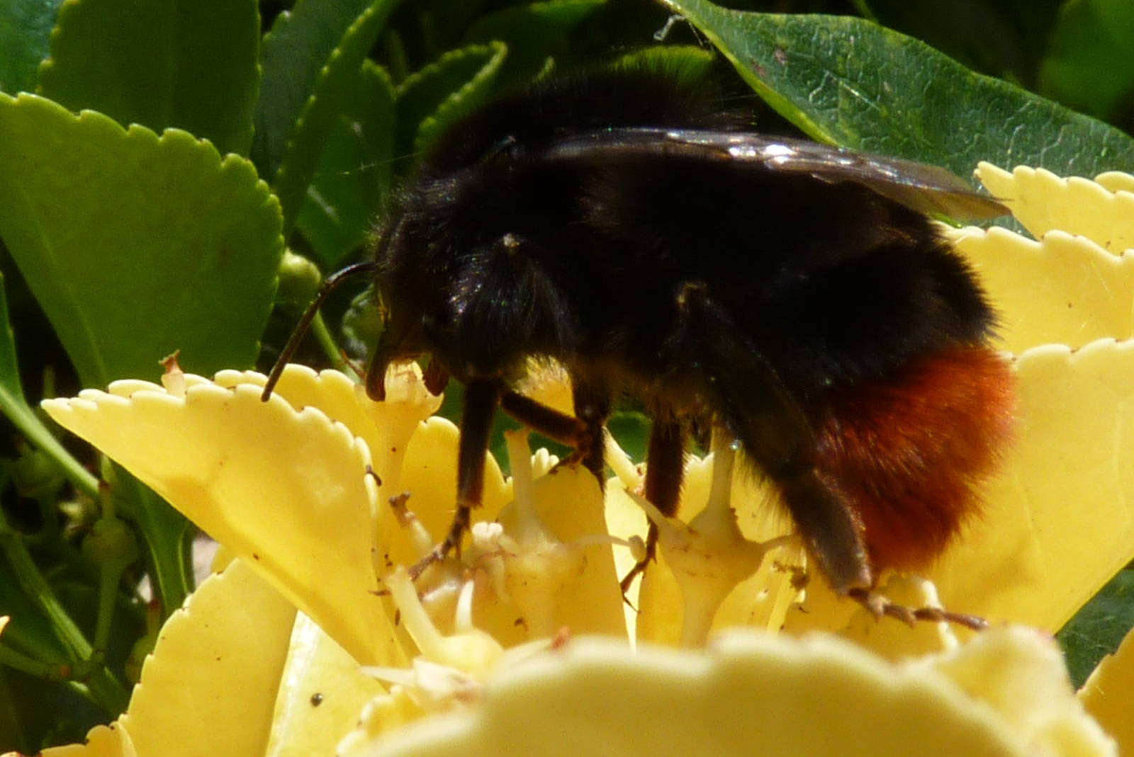 Red-tailed Bumble Bee, September 2015