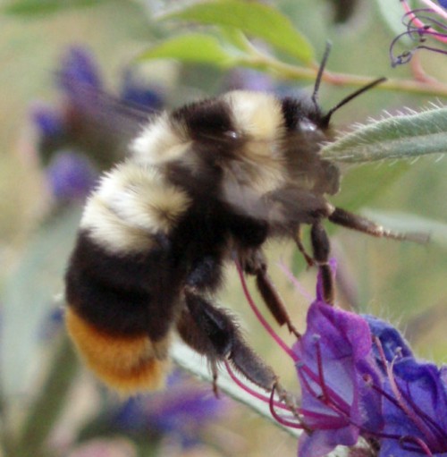 Red-tailed Bumblebee (Bombus lapidarius)