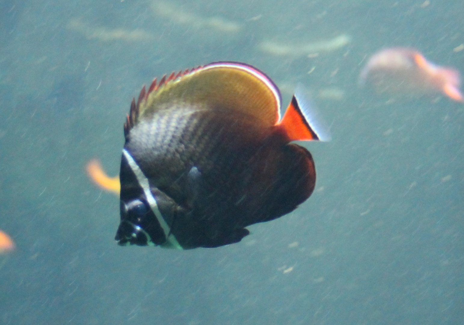 Red-tailed butterflyfish - Chaetodon collare