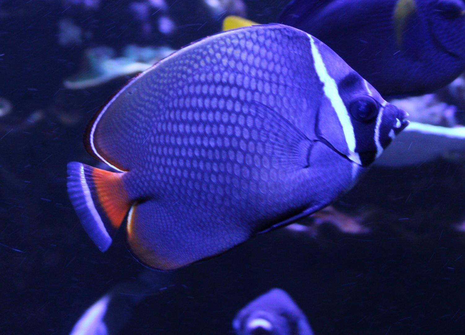 Red-tailed butterflyfish - Chaetodon collare