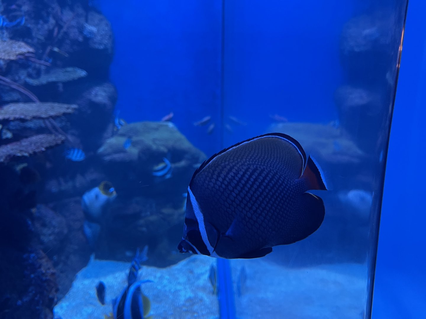red-tailed butterflyfish (chaetodon collare)