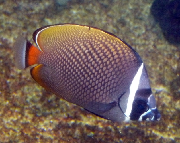 Red-tailed butterflyfish (Chaetodon collaris)