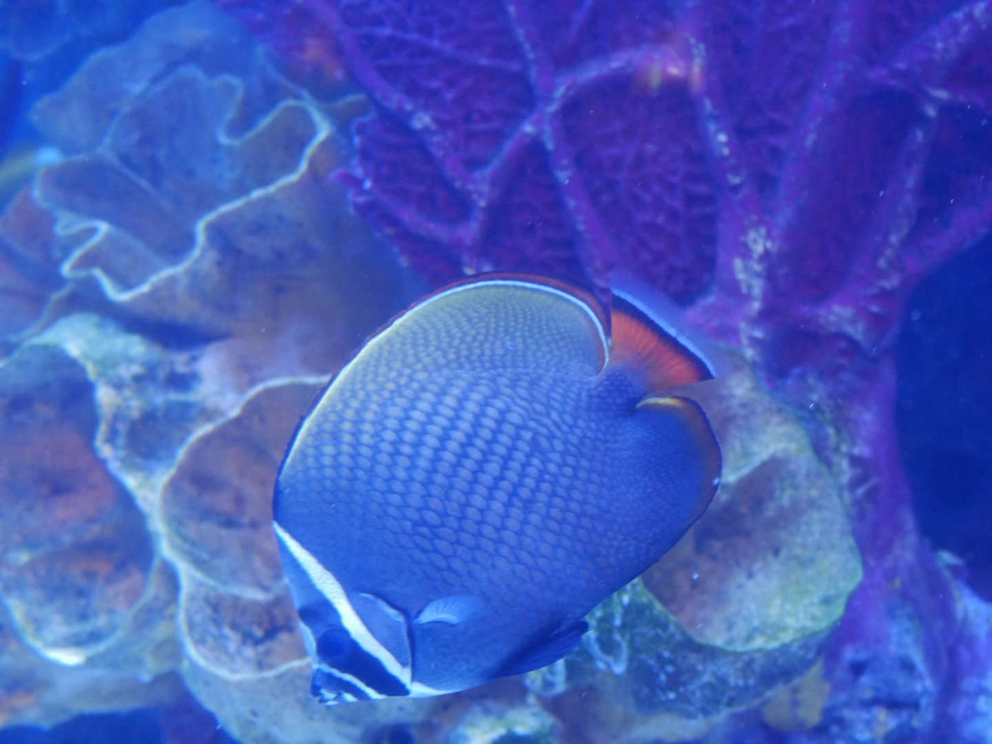 Red Tailed Butterflyfish (Rainforest Cafe)