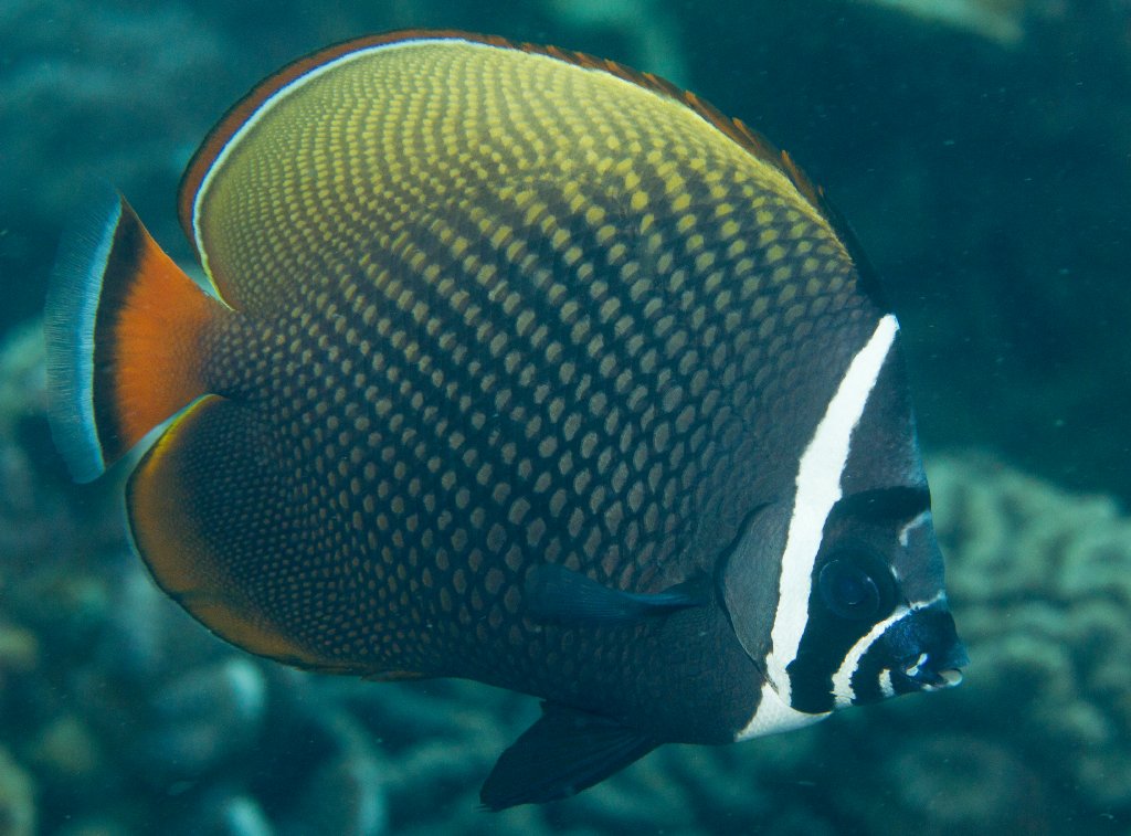 Red-tailed Butterflyfish